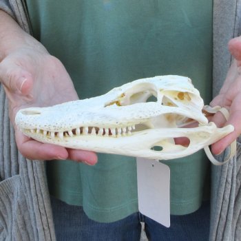 B-Grade Real Florida Alligator Skull, 7-3/4 inches