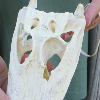 B-Grade Real Florida Alligator Skull, 7-3/4 inches