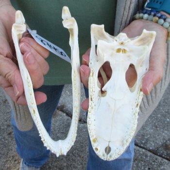 B-Grade Real Florida Alligator Skull, 7-3/4 inches