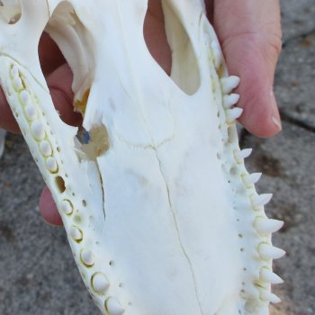 B-Grade Real Florida Alligator Skull, 7-3/4 inches