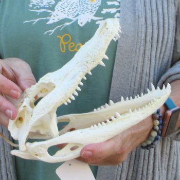 B-Grade Real Florida Alligator Skull, 9 inches