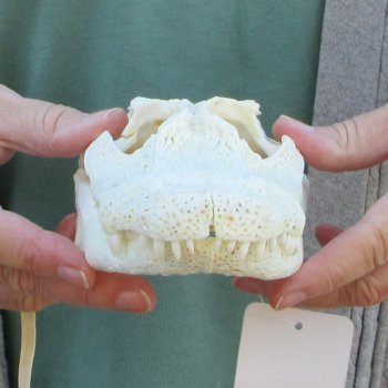 B-Grade Real Florida Alligator Skull, 9 inches