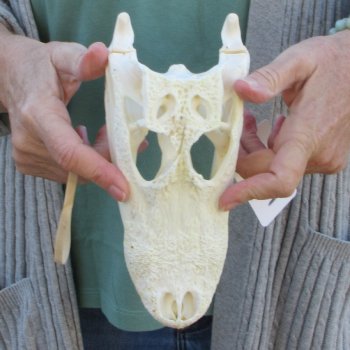 B-Grade Real Florida Alligator Skull, 9 inches
