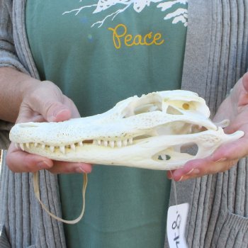 B-Grade Real Florida Alligator Skull, 9 inches