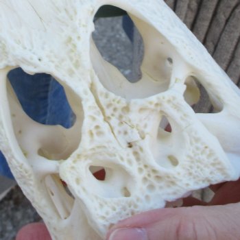 B-Grade Real Florida Alligator Skull, 9 inches