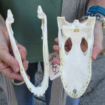 B-Grade Real Florida Alligator Skull, 9 inches