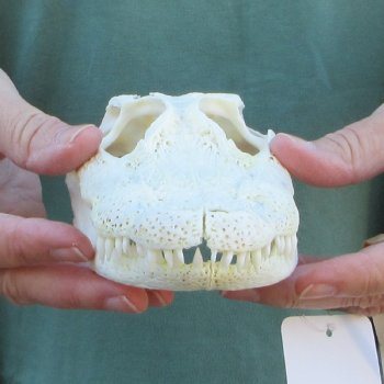 B-Grade Real Florida Alligator Skull, 8 inches