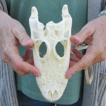 B-Grade Real Florida Alligator Skull, 8 inches