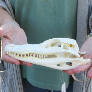 B-Grade Real Florida Alligator Skull, 8 inches