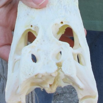 B-Grade Real Florida Alligator Skull, 8 inches