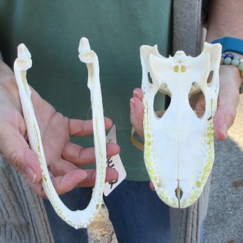 B-Grade Real Florida Alligator Skull, 8 inches