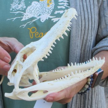 Real Florida Alligator Skull, 8-1/2 inches