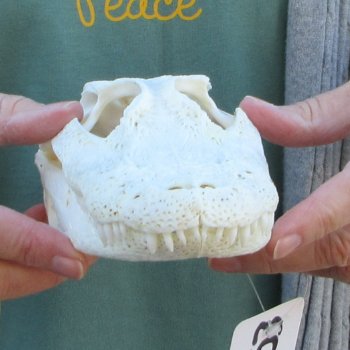 Real Florida Alligator Skull, 8-1/2 inches