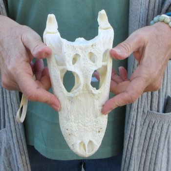 Real Florida Alligator Skull, 8-1/2 inches