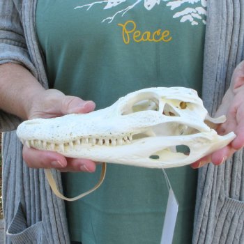 Real Florida Alligator Skull, 8-1/2 inches