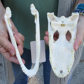 Real Florida Alligator Skull, 8-1/2 inches