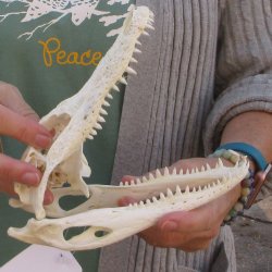 B-Grade Real Florida Alligator Skull, 8 inches