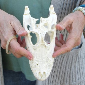 B-Grade Real Florida Alligator Skull, 8 inches