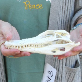 B-Grade Real Florida Alligator Skull, 8 inches