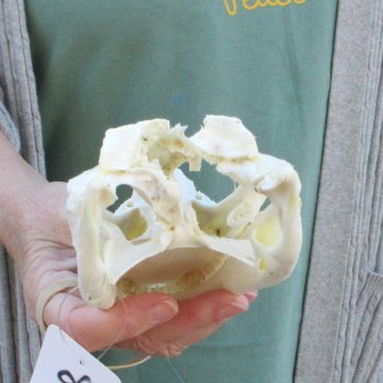 B-Grade Real Florida Alligator Skull, 8 inches