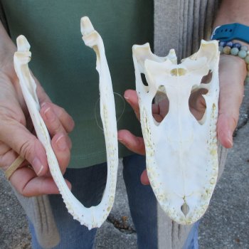 B-Grade Real Florida Alligator Skull, 8 inches