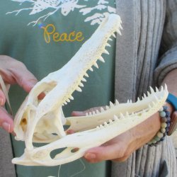 Real Florida Alligator Skull, 9 inches