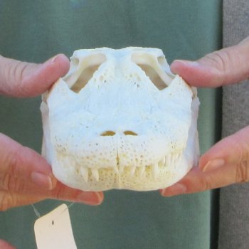 Real Florida Alligator Skull, 9 inches