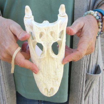 Real Florida Alligator Skull, 9 inches