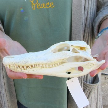 Real Florida Alligator Skull, 9 inches