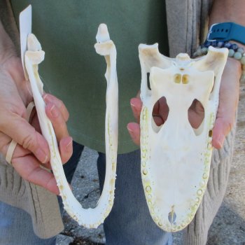 Real Florida Alligator Skull, 9 inches
