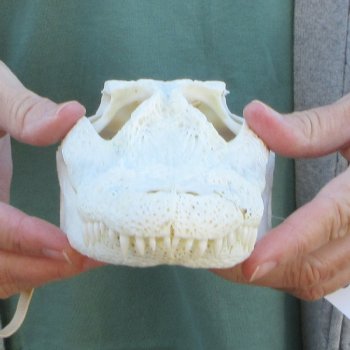 Real Florida Alligator Skull, 9 inches