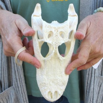 Real Florida Alligator Skull, 9 inches