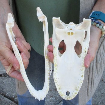 Real Florida Alligator Skull, 9 inches