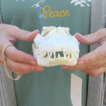 B-Grade Real Florida Alligator Skull, 9 inches
