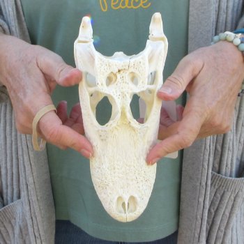 B-Grade Real Florida Alligator Skull, 9 inches