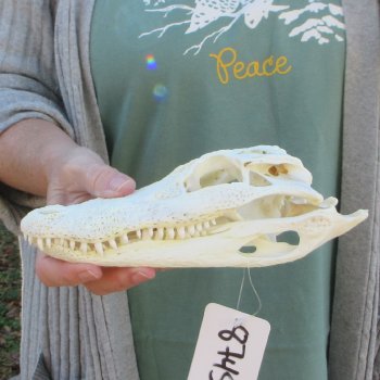 B-Grade Real Florida Alligator Skull, 9 inches
