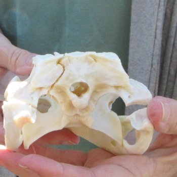 B-Grade Real Florida Alligator Skull, 9 inches