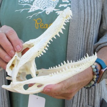 Real Florida Alligator Skull, 9 inches
