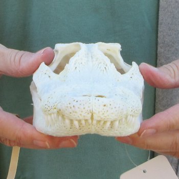 Real Florida Alligator Skull, 9 inches