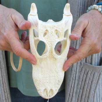 Real Florida Alligator Skull, 9 inches