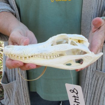 Real Florida Alligator Skull, 9 inches