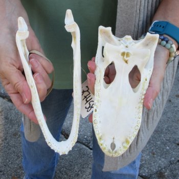 Real Florida Alligator Skull, 9 inches