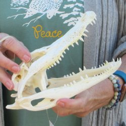 B-Grade Real Florida Alligator Skull, 9 inches