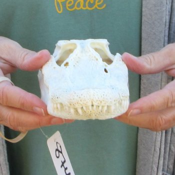 B-Grade Real Florida Alligator Skull, 9 inches