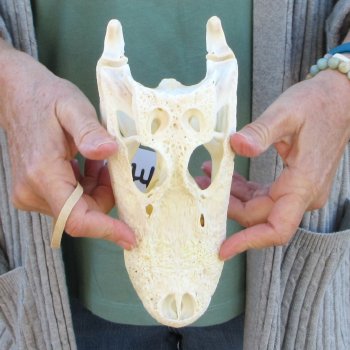 B-Grade Real Florida Alligator Skull, 9 inches