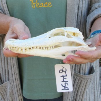 B-Grade Real Florida Alligator Skull, 9 inches