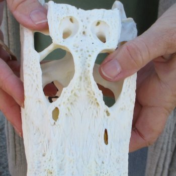 B-Grade Real Florida Alligator Skull, 9 inches