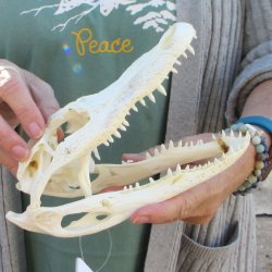 B-Grade Real Florida Alligator Skull, 8-1/2 inches