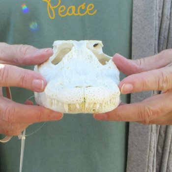 B-Grade Real Florida Alligator Skull, 8-1/2 inches