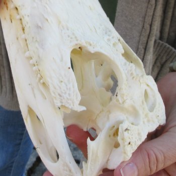 B-Grade Real Florida Alligator Skull, 8-1/2 inches